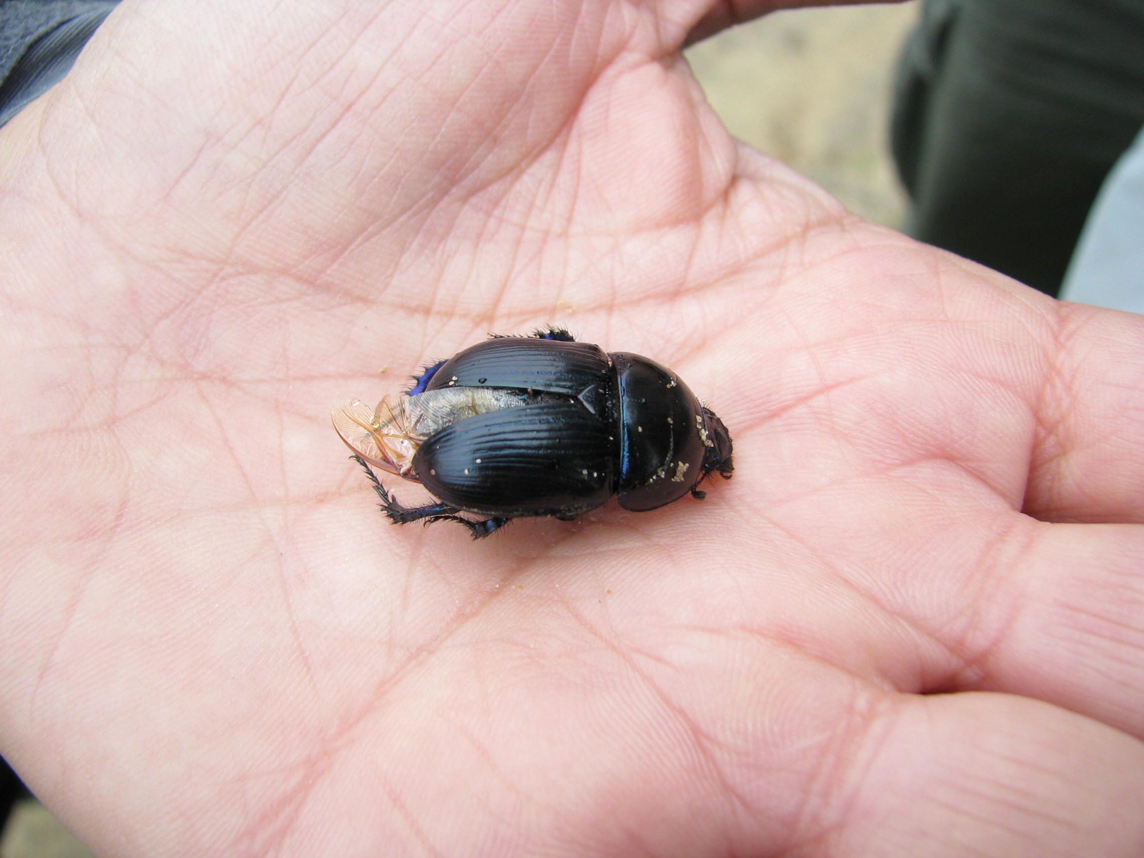 coleottero da determinare: Geotrupes cf spiniger